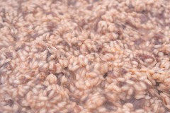 La-Corsa-in-Rosa-2025_138